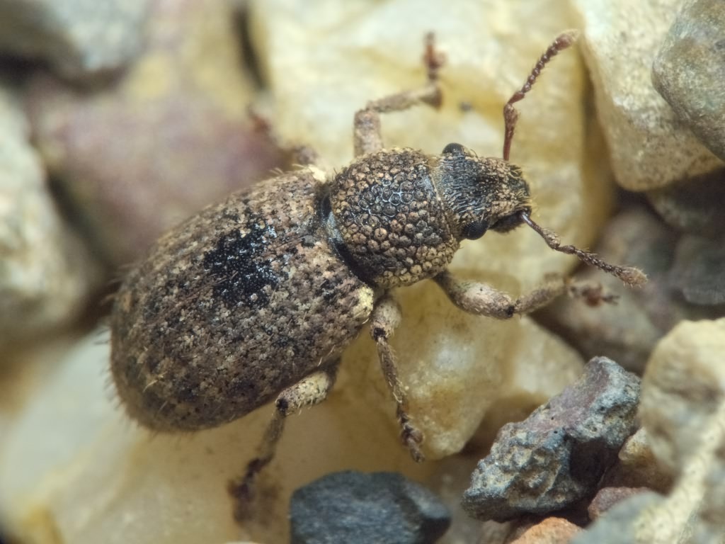 Mesagroicus pilifer Boh. in Schoenh., 1833